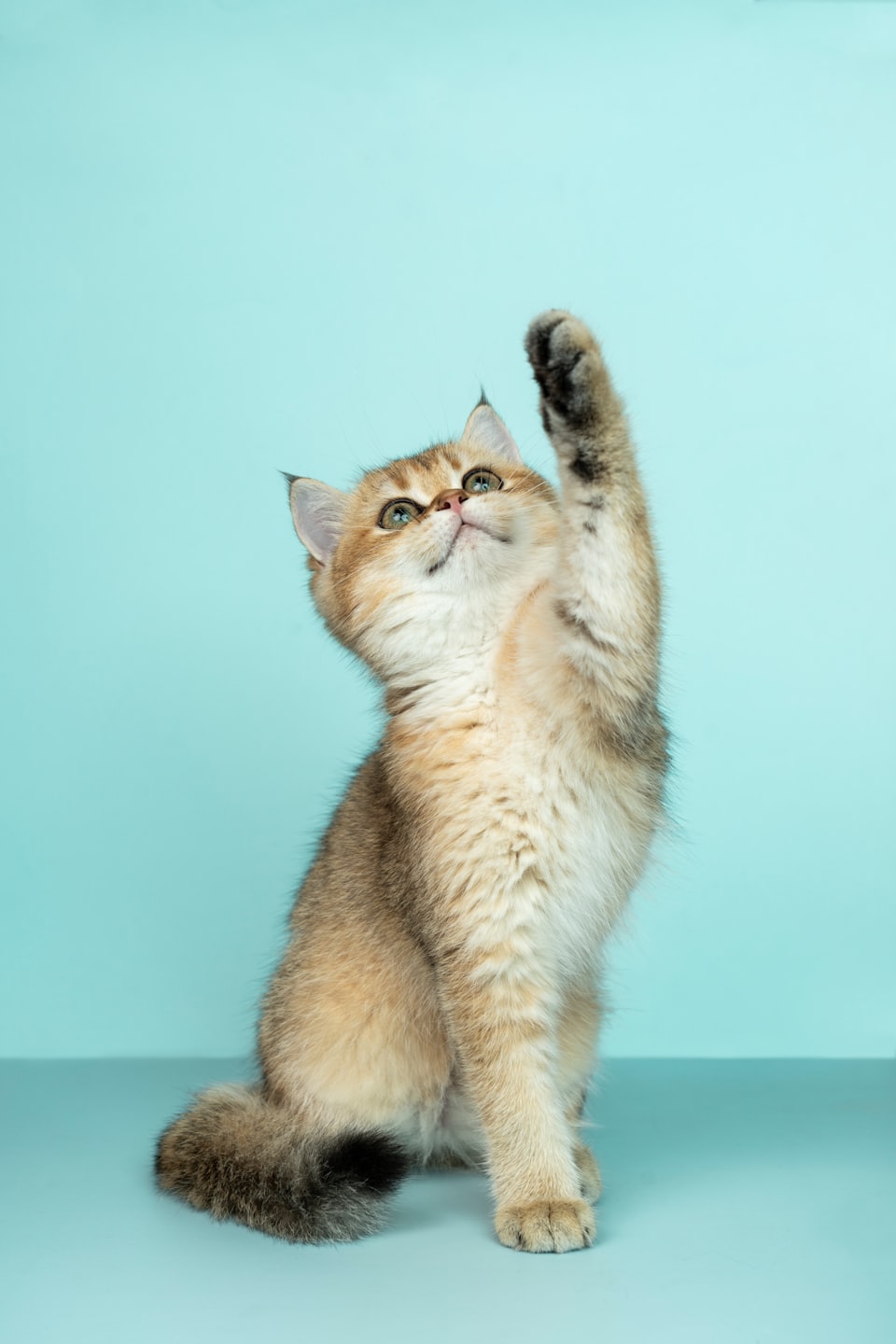 Neugierige Katze – Katzenblog Tipps
