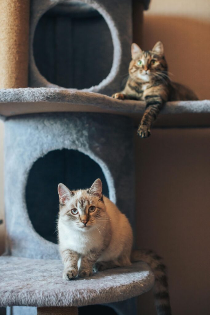 Besten Kratzbaum 2026 – Katze klettert auf Kratzbaum