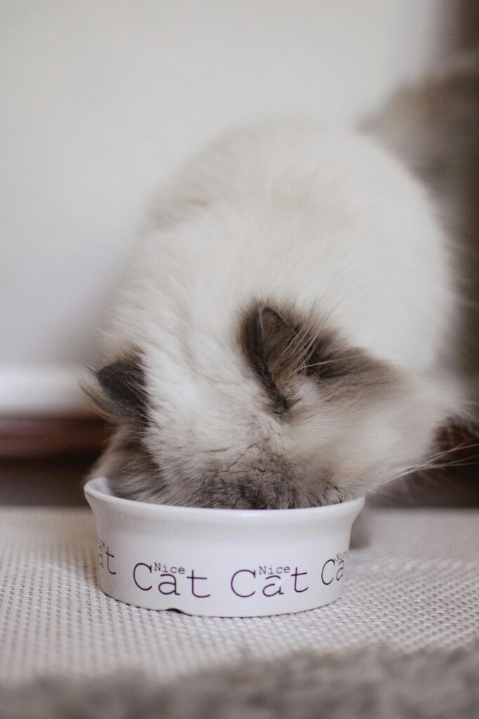 BARF Katze