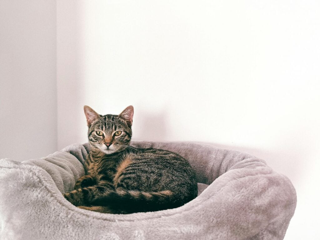 Katzenbett