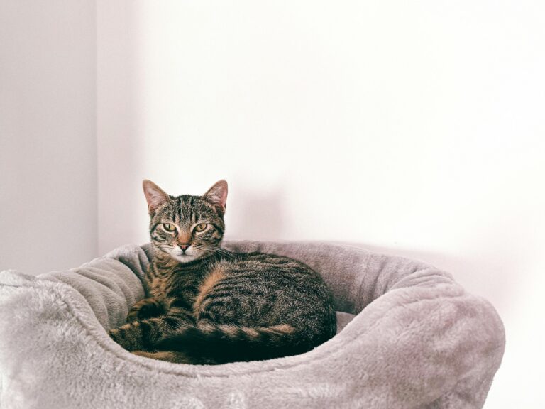 Katzenbett Test 2026: Die 5 besten Schlafplätze für deine Fellnase im ehrlichen Vergleich