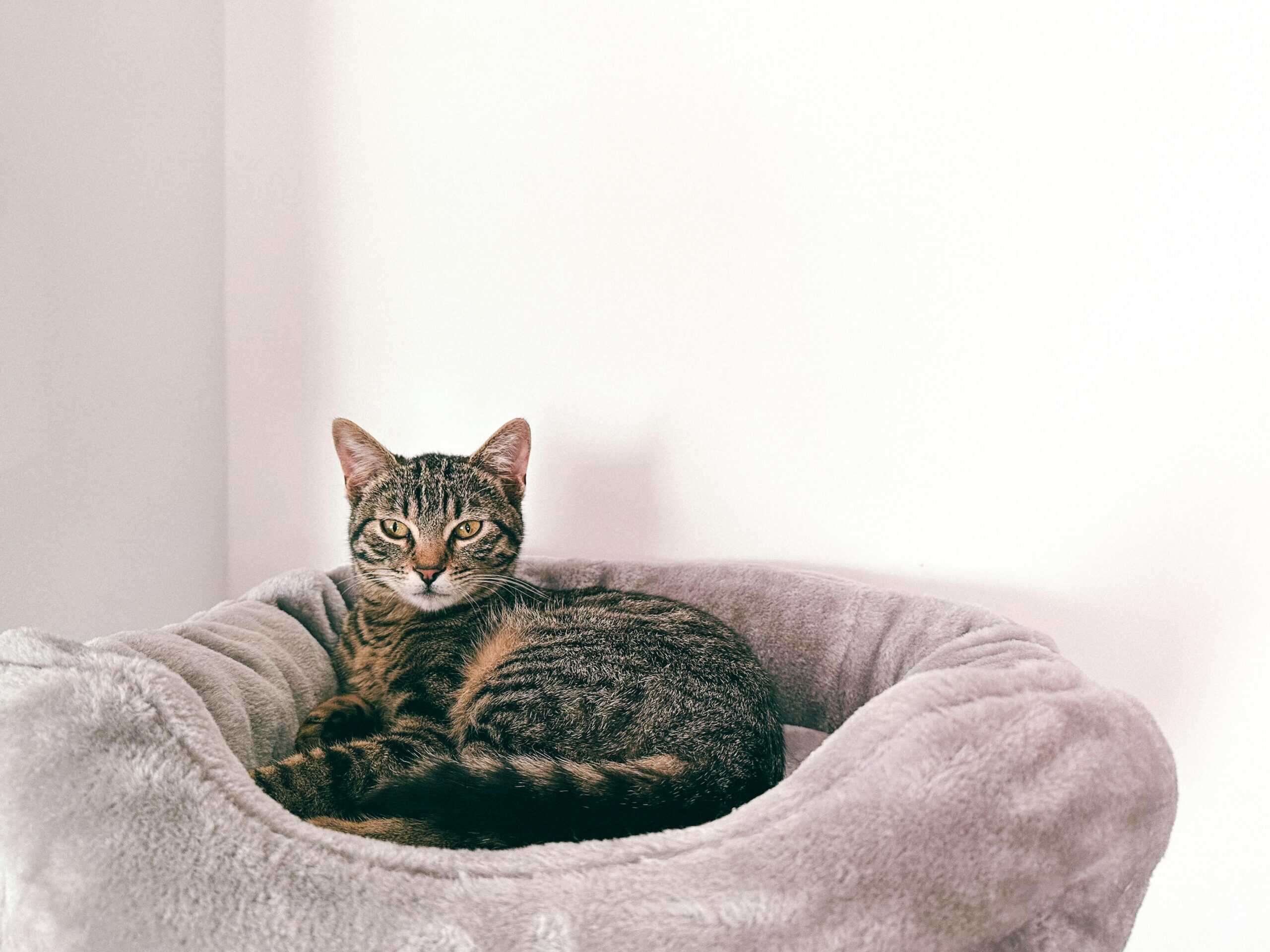 Katzenbett Test 2026 – Katze schläft in Katzenbett
