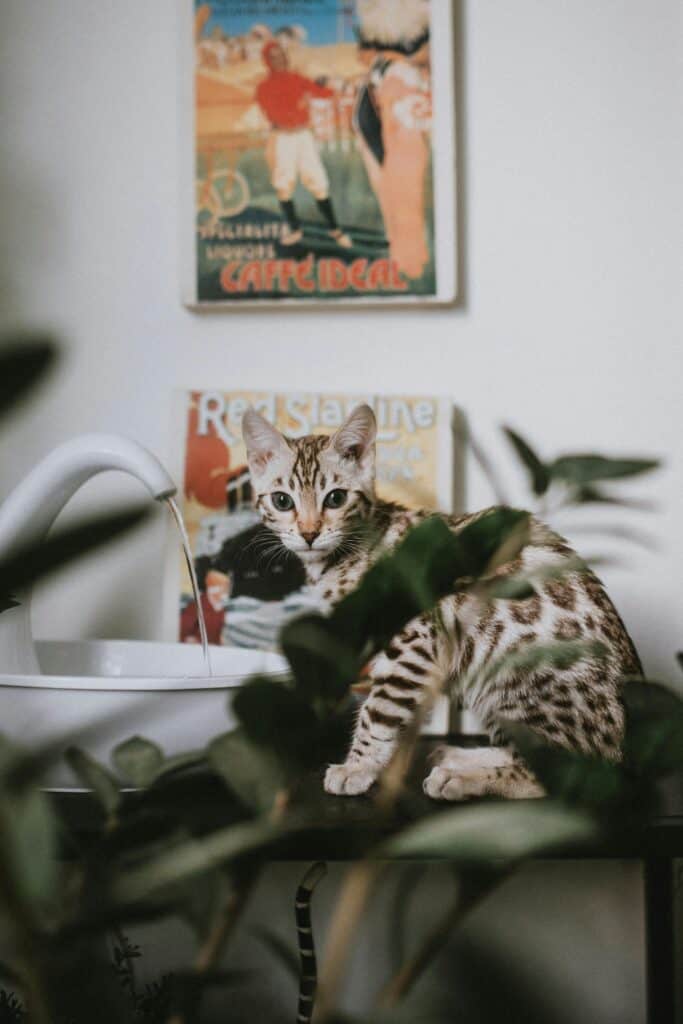 Katze trinkt aus Katzentrinkbrunnen – MiezMoment Test 2025
