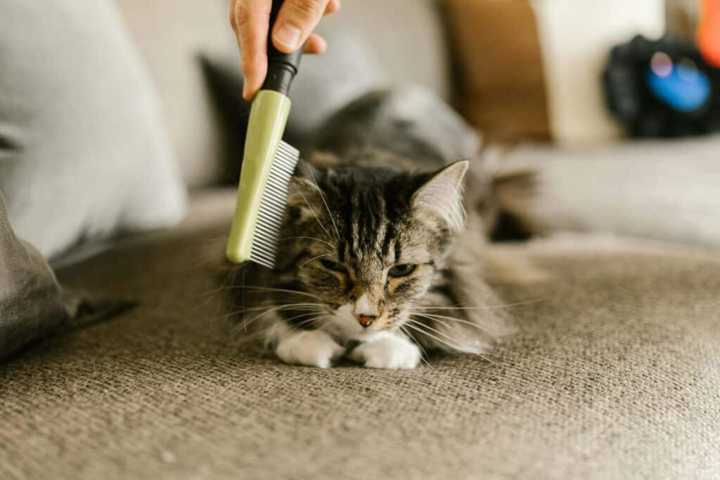 Kurzhaar Katzenpflege