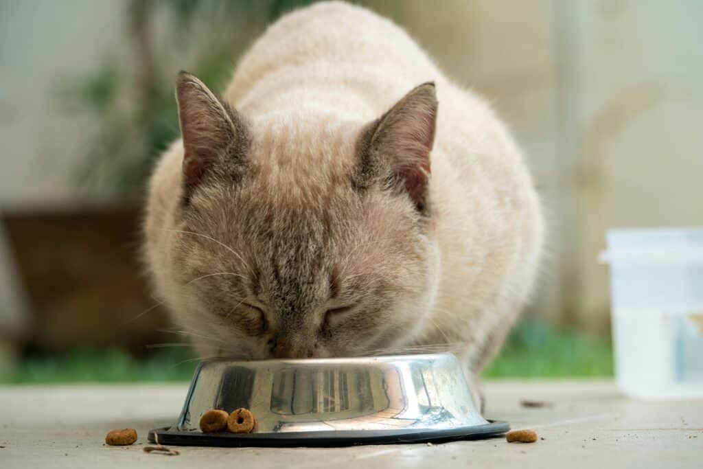 beste Katzennahrung Test 2026