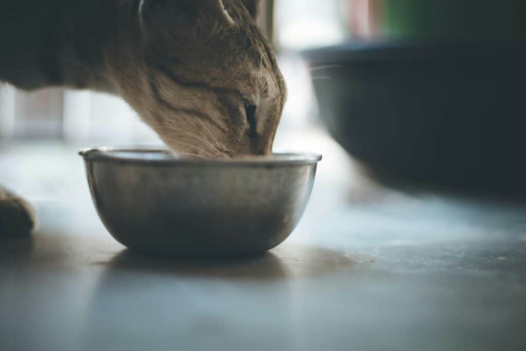 Katzenfutter ohne Getreide