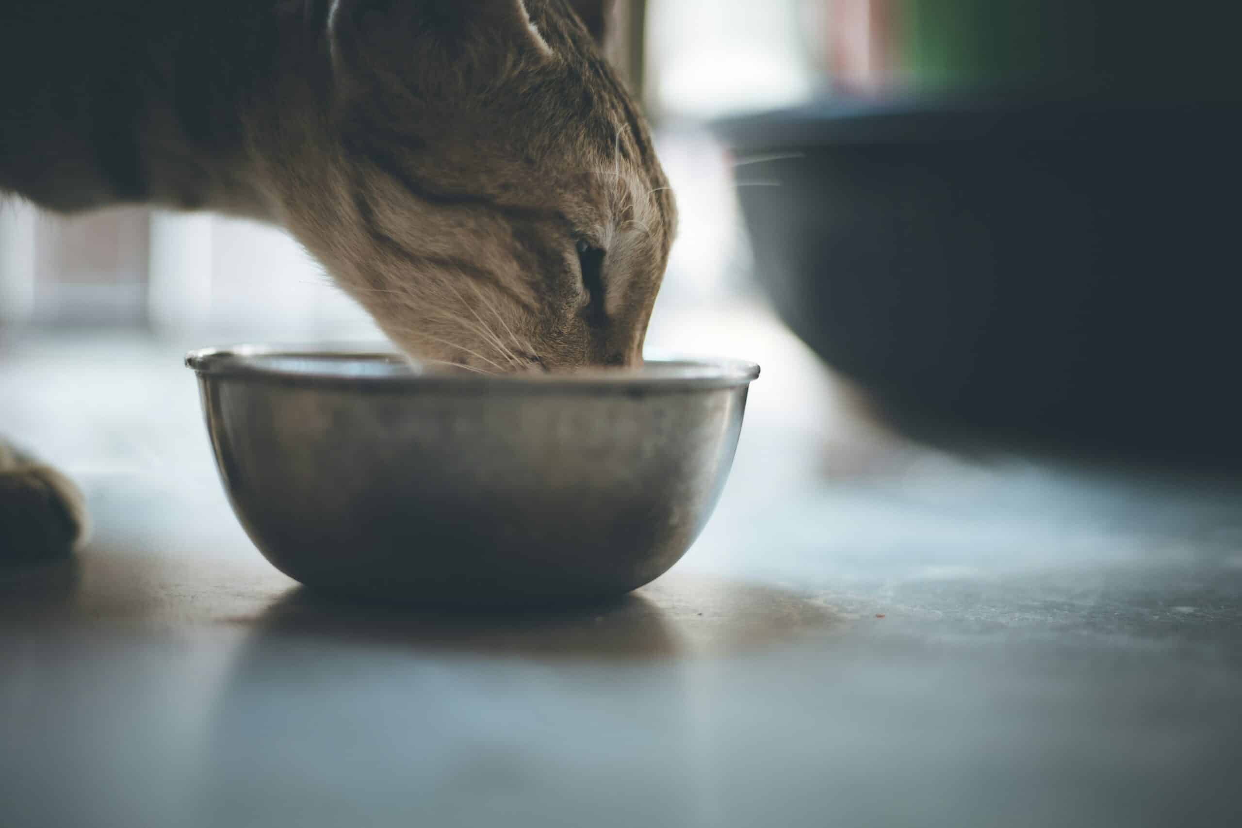 Katzenfutter ohne Getreide