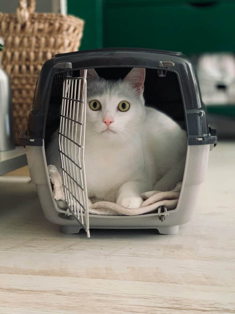 Katzentransportbox