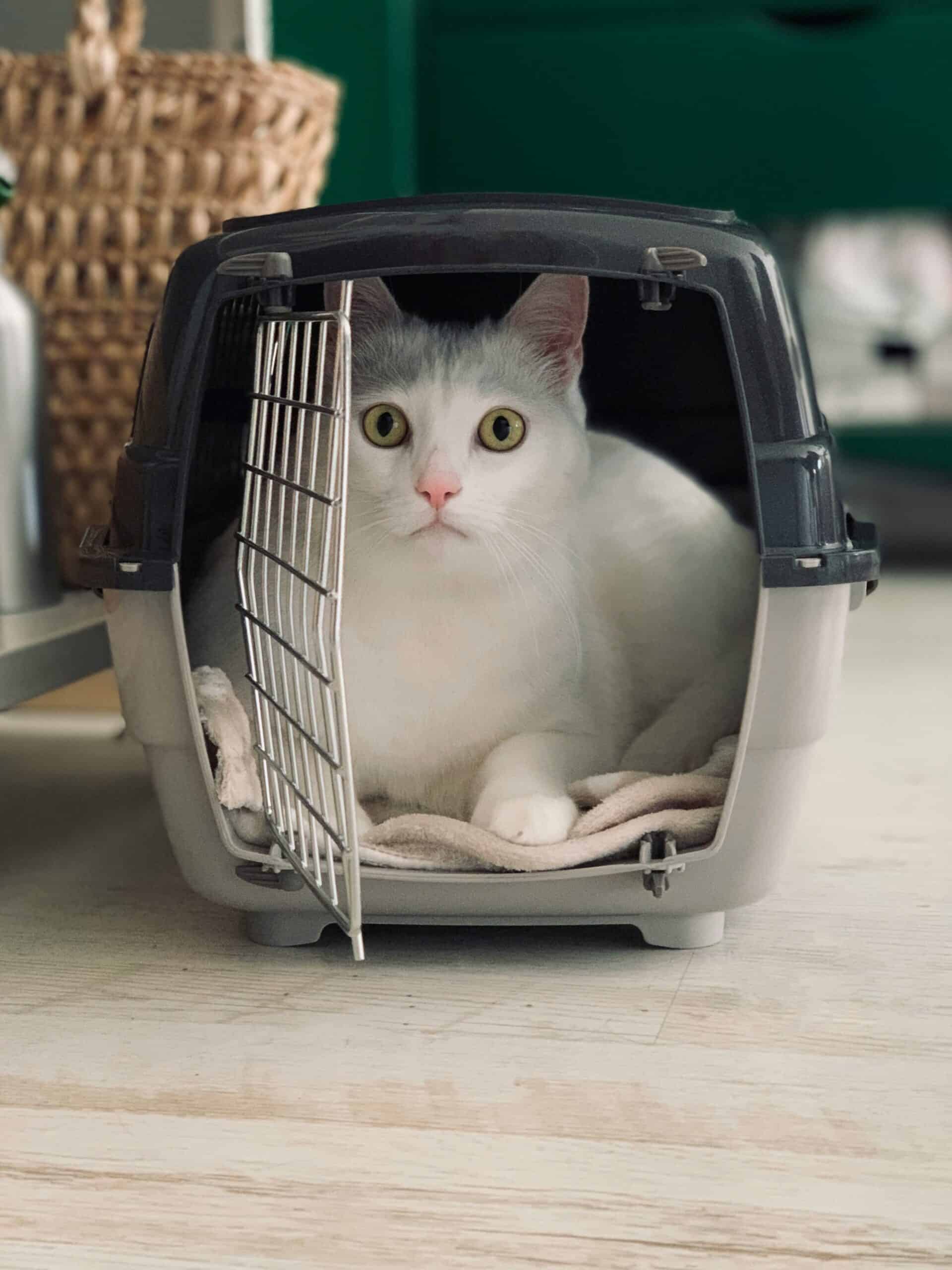 Katzentransportbox Test 2026