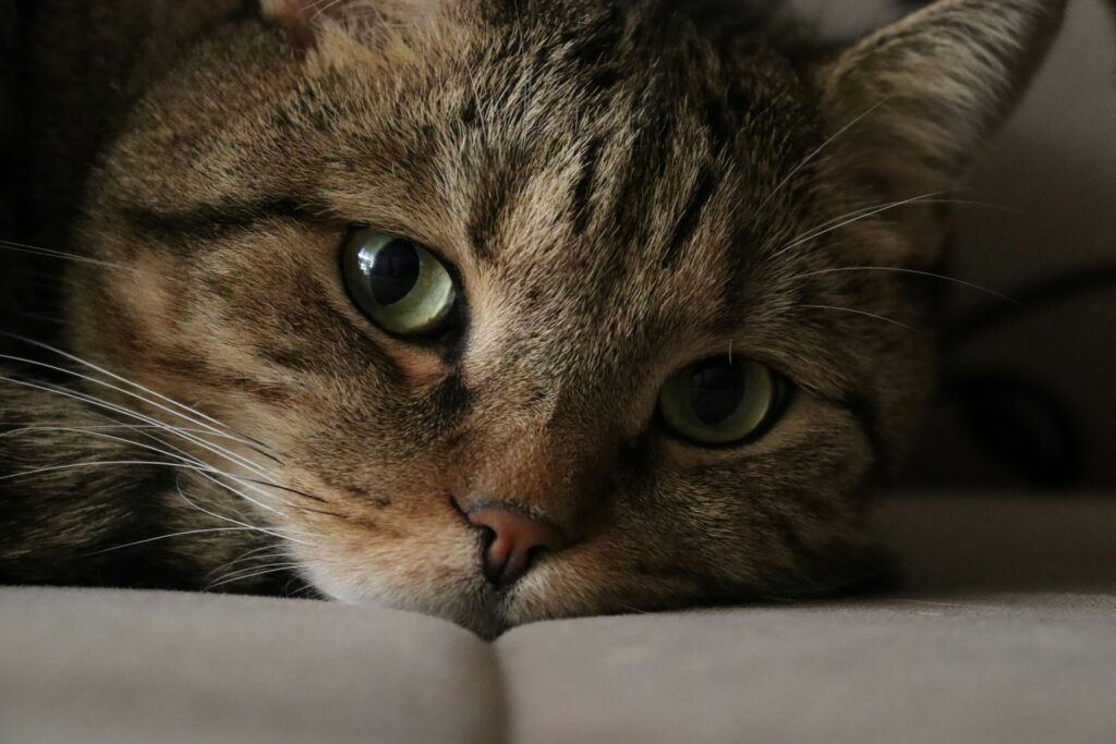 Katze lange alleine lassen