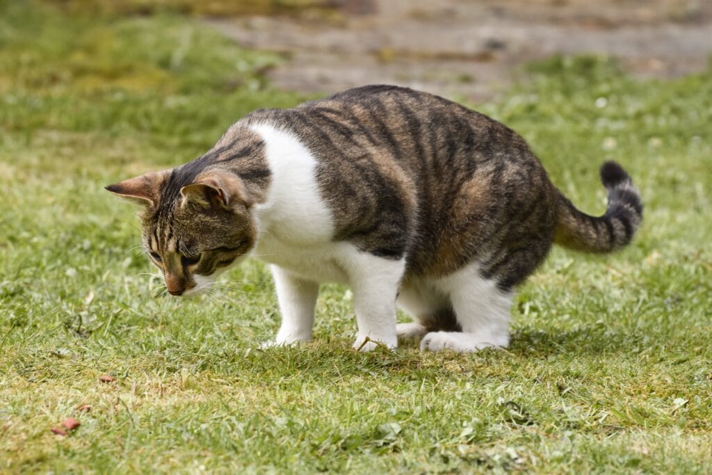 Katze hat Durchfall