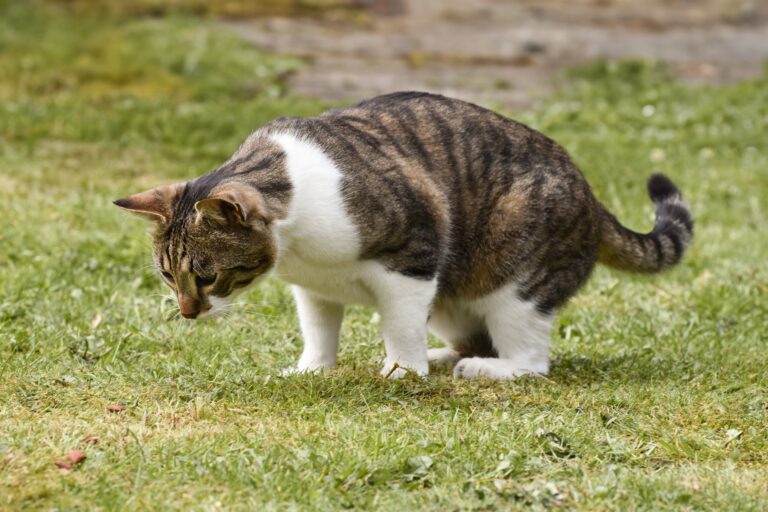 Katze hat Durchfall: 7 wichtige Ursachen & wann zum Tierarzt?