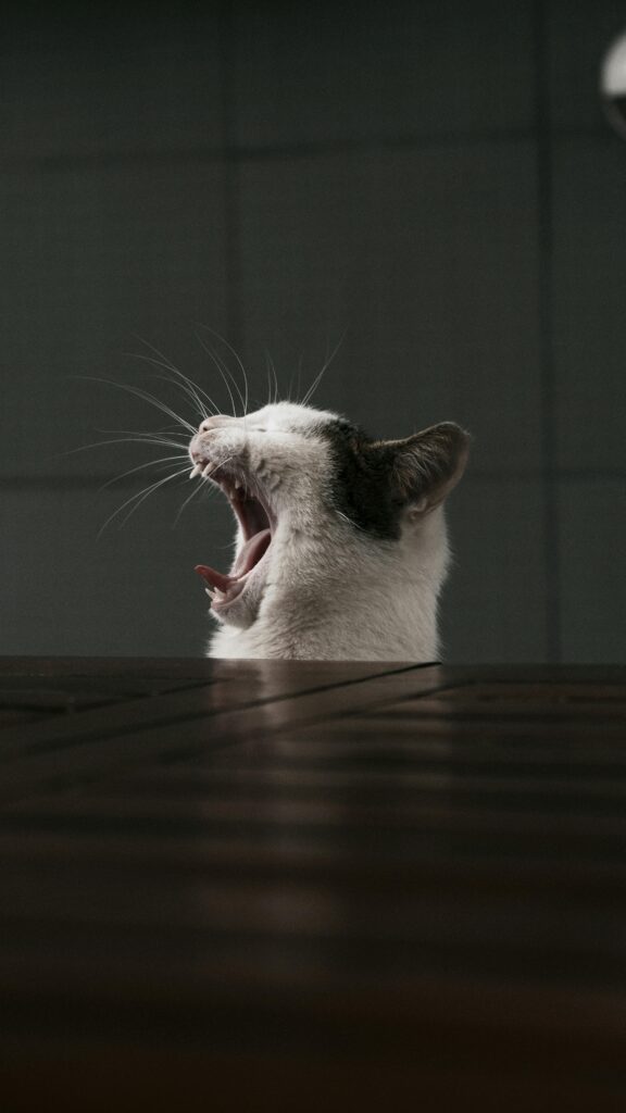 Katze lange alleine lassen
