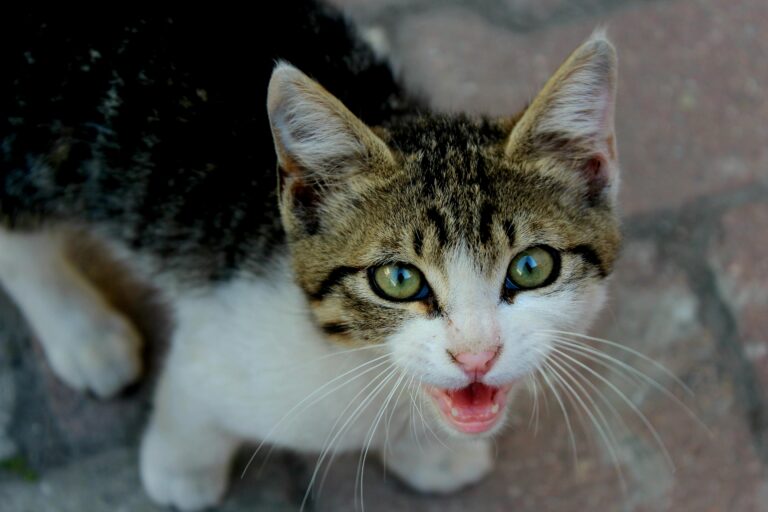 Katze miaut ständig: Ursachen & was wirklich hilft
