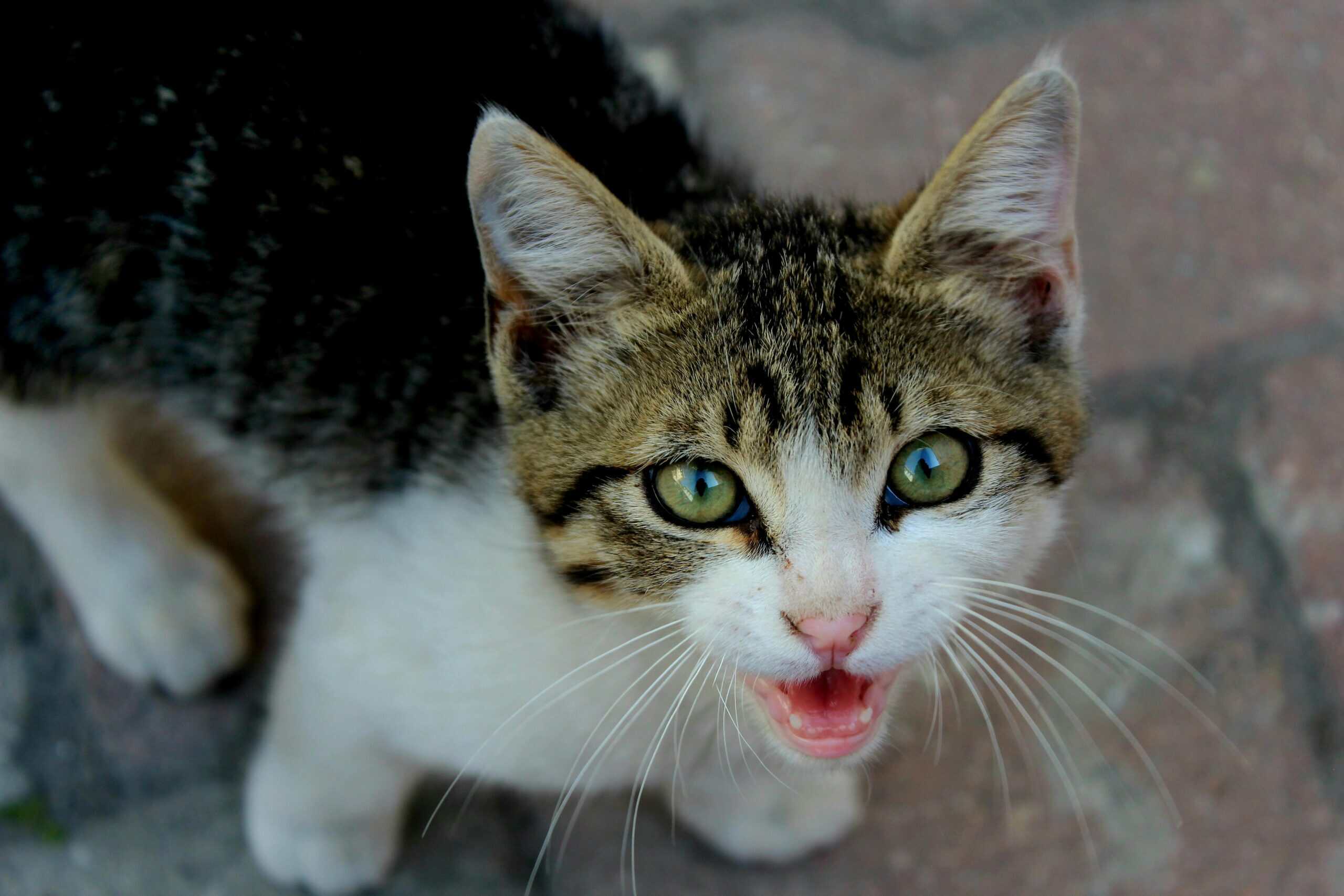 Katze miaut ständig – Katze sitzt vor Tür