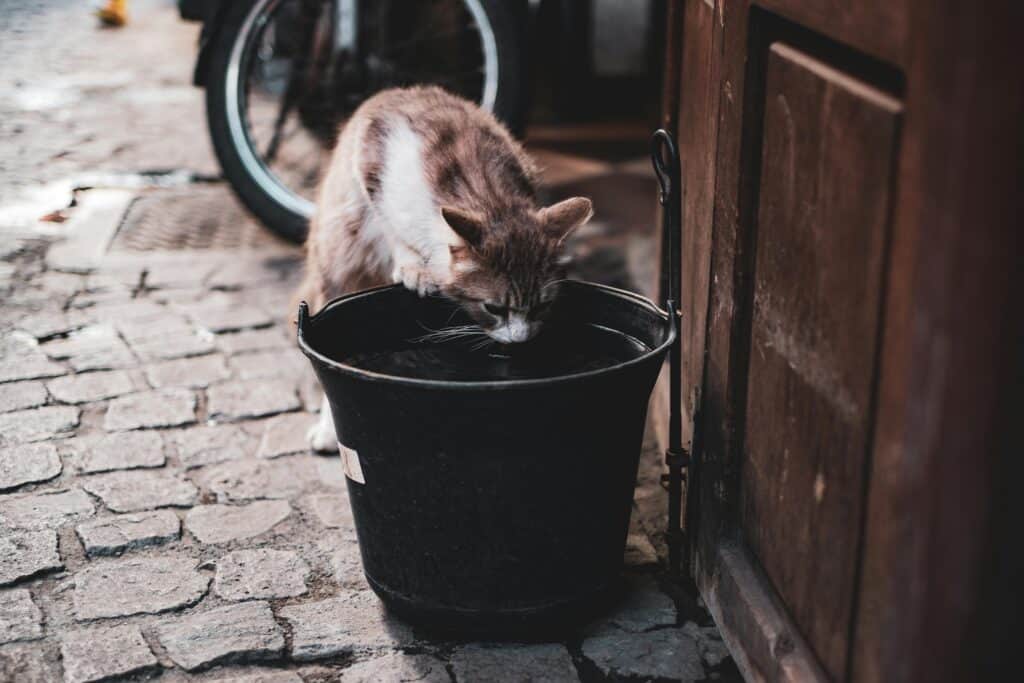 katze trinkt zu wenig