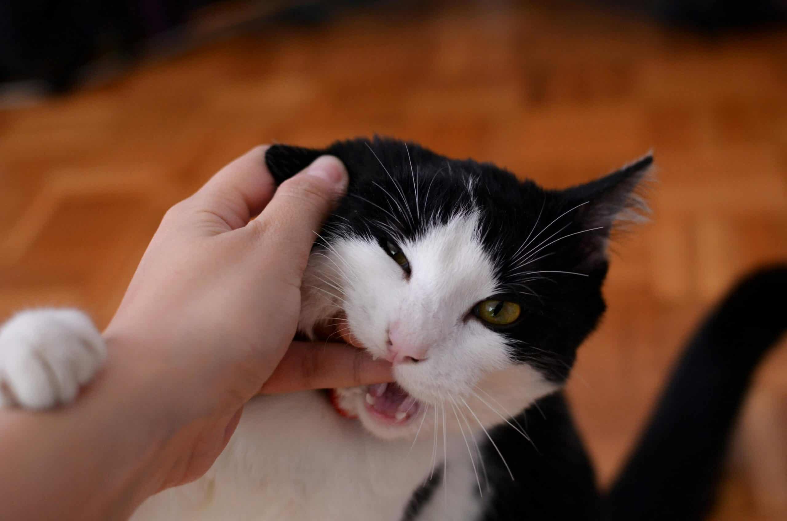 Katze beißt plötzlich – Katze zeigt Zähne