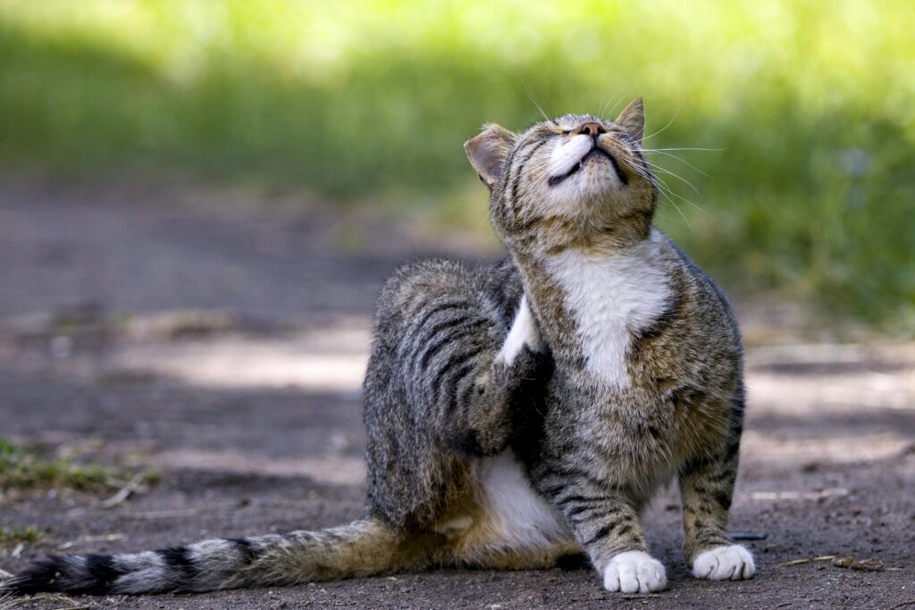 katze kratzt sich ständig