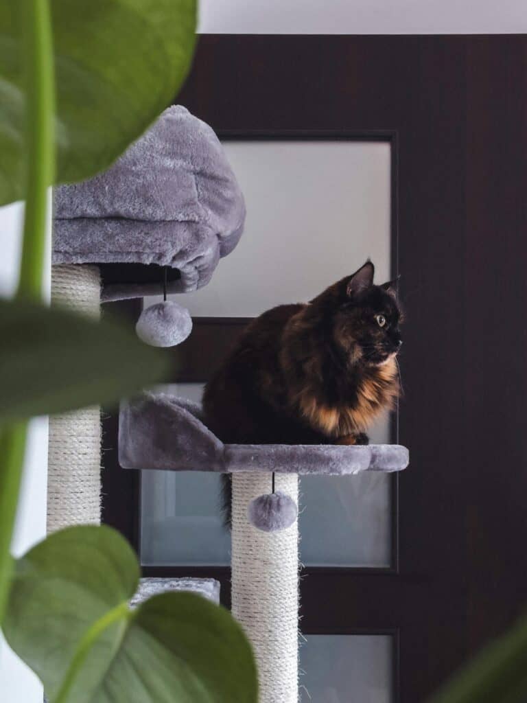 Kratzbaum für große Katzen