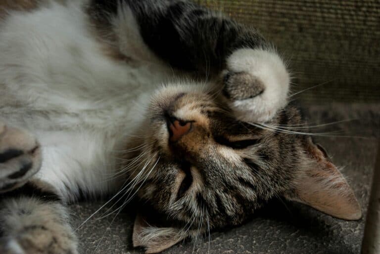 Katze erbricht häufig: Wann musst du wirklich zum Tierarzt?