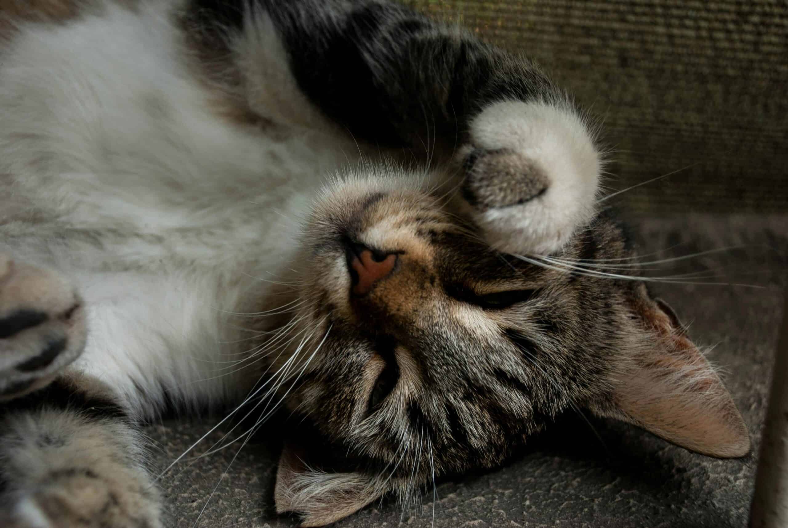Katze erbricht häufig – Katze liegt auf Boden