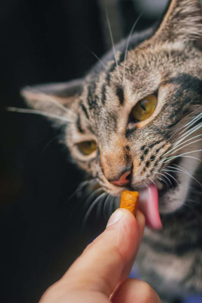 Katzensnacks