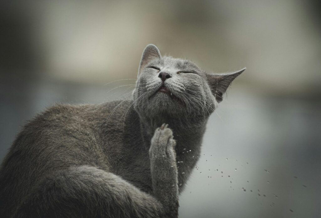 Katze kratzt sich ständig