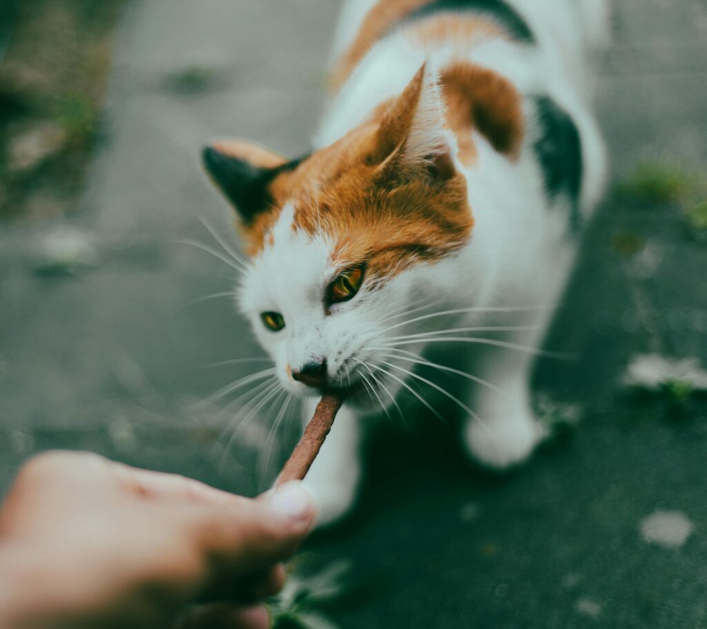 Katzensnacks