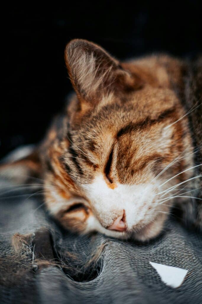 Katze haart