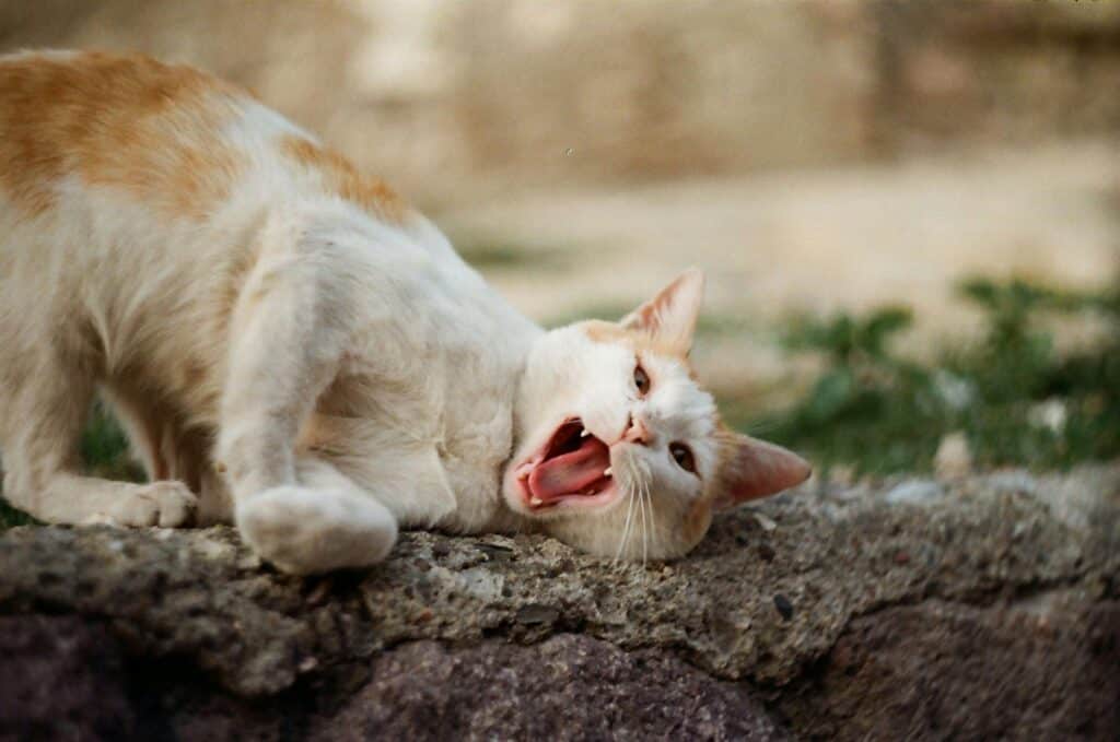katze beißt plötzlich
