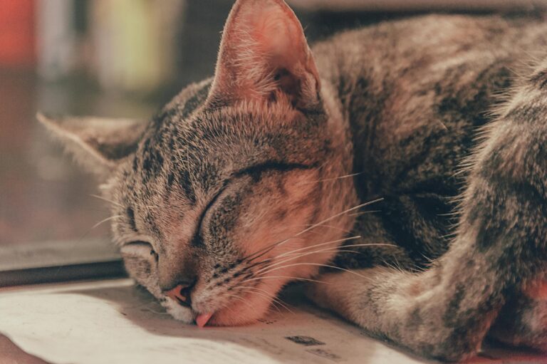 Katze schläft viel: 5 wichtige Gründe & wann zum Tierarzt?