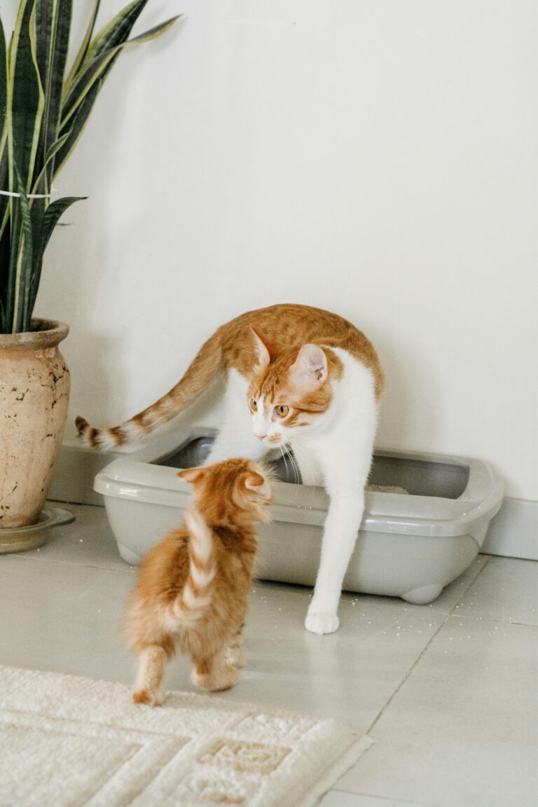 Katzenstreu Test 2026: Die 5 besten im ehrlichen Vergleich