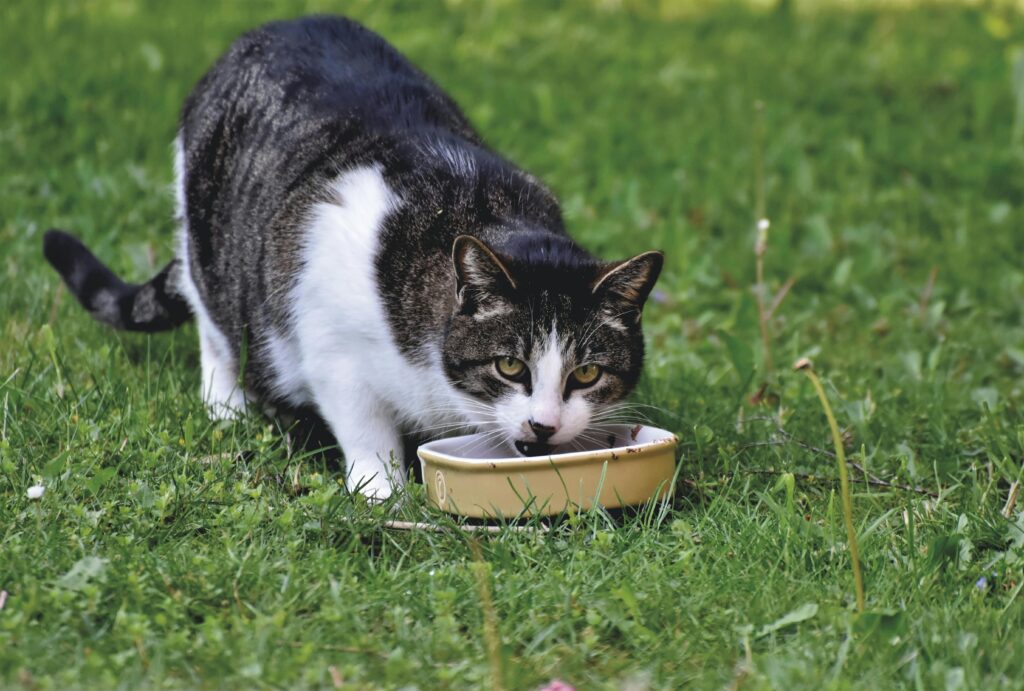 Nassfutter für Katzen