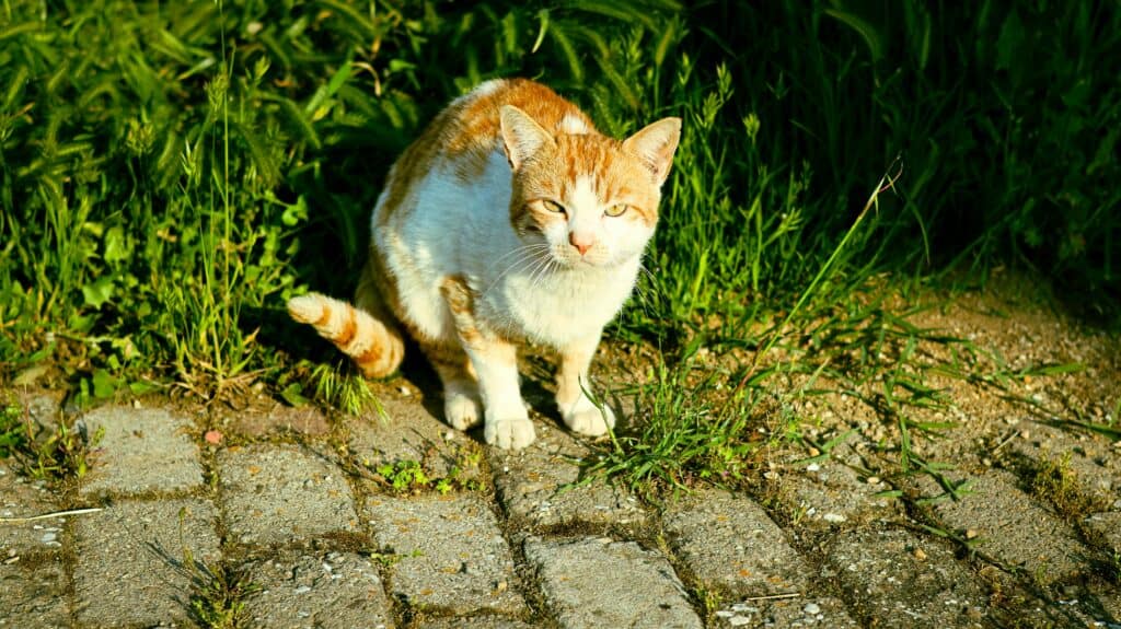 Katze hat Durchfall