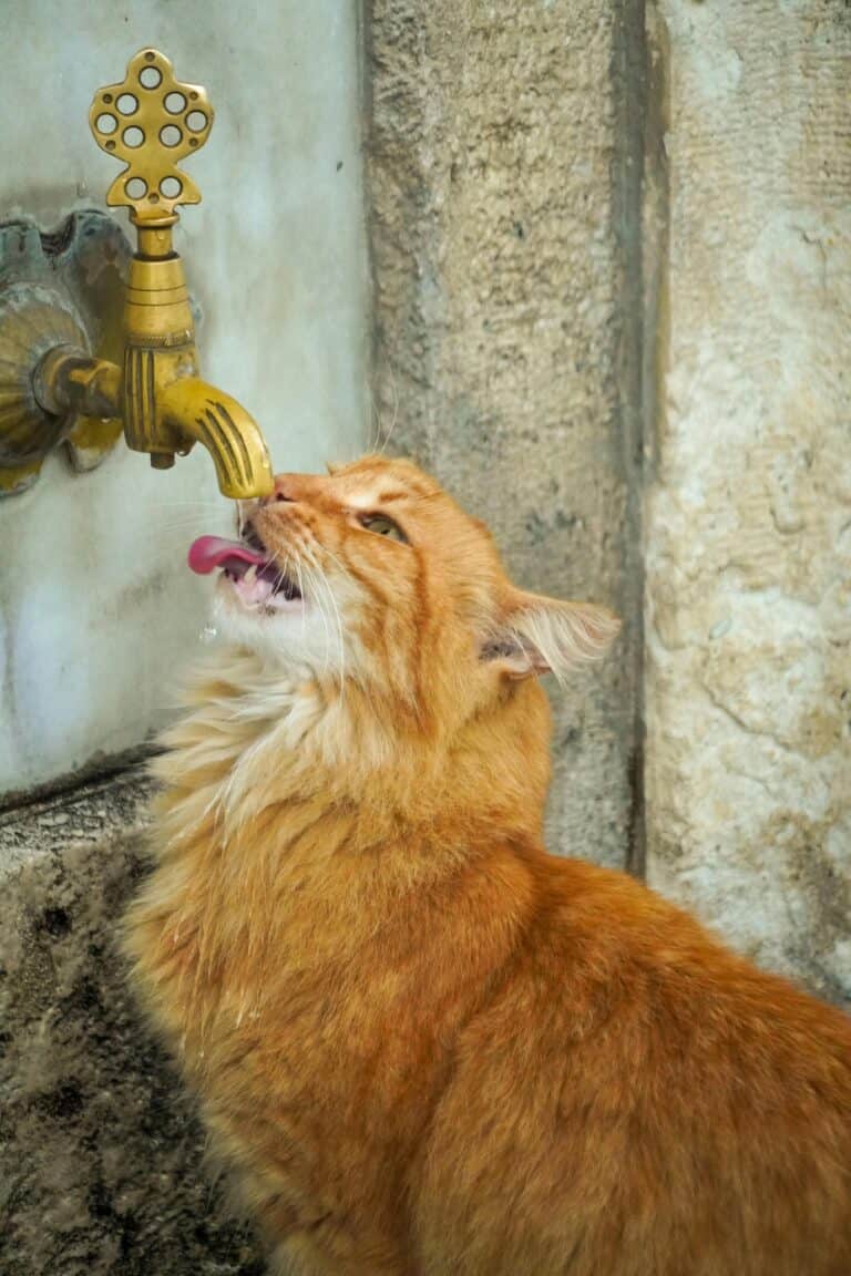 Katze trinkt zu wenig: Ursachen, Risiken & was wirklich hilft