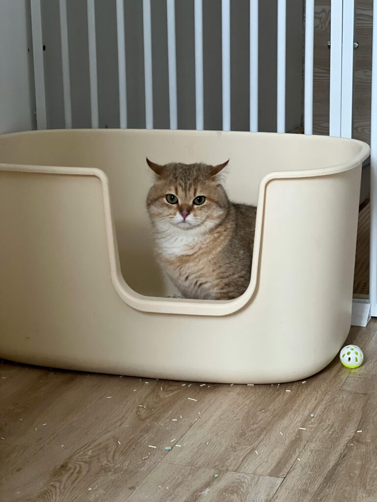 Katzentoilette reinigen: Die wichtigsten Tipps für eine saubere Katzentoilette