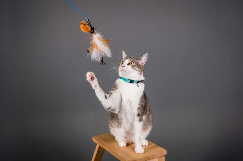 Katzenspielzeug