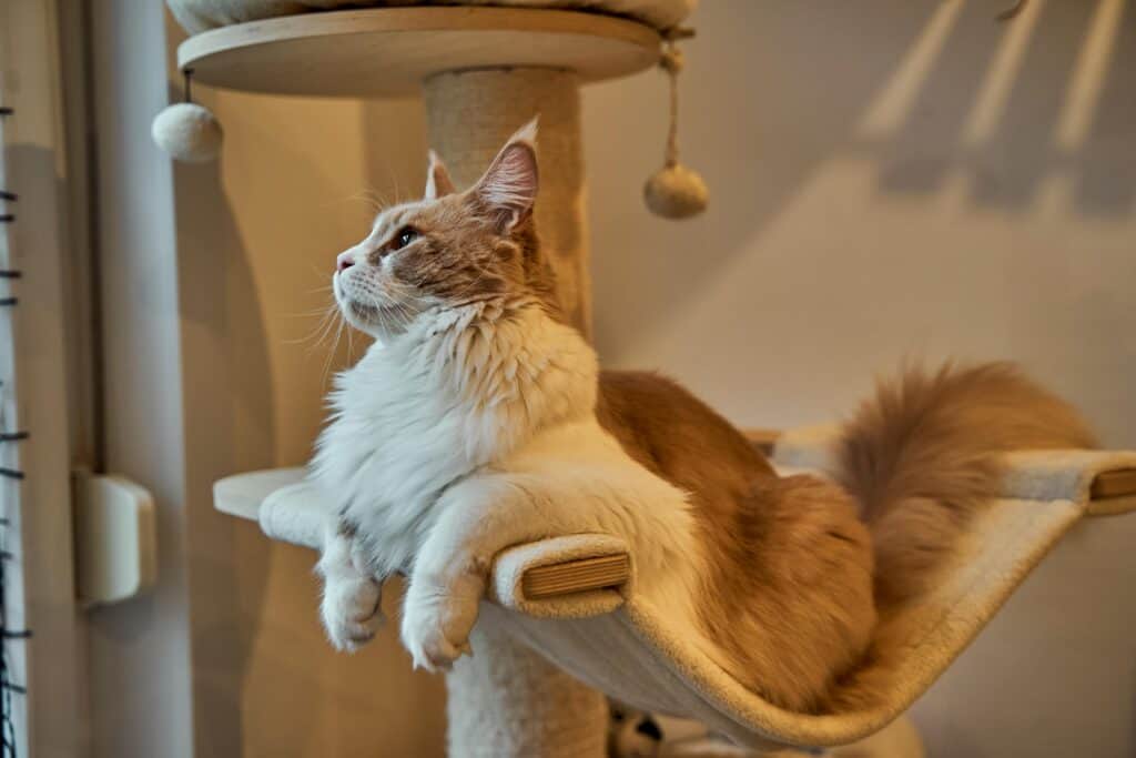 Kratzbaum für große Katzen
