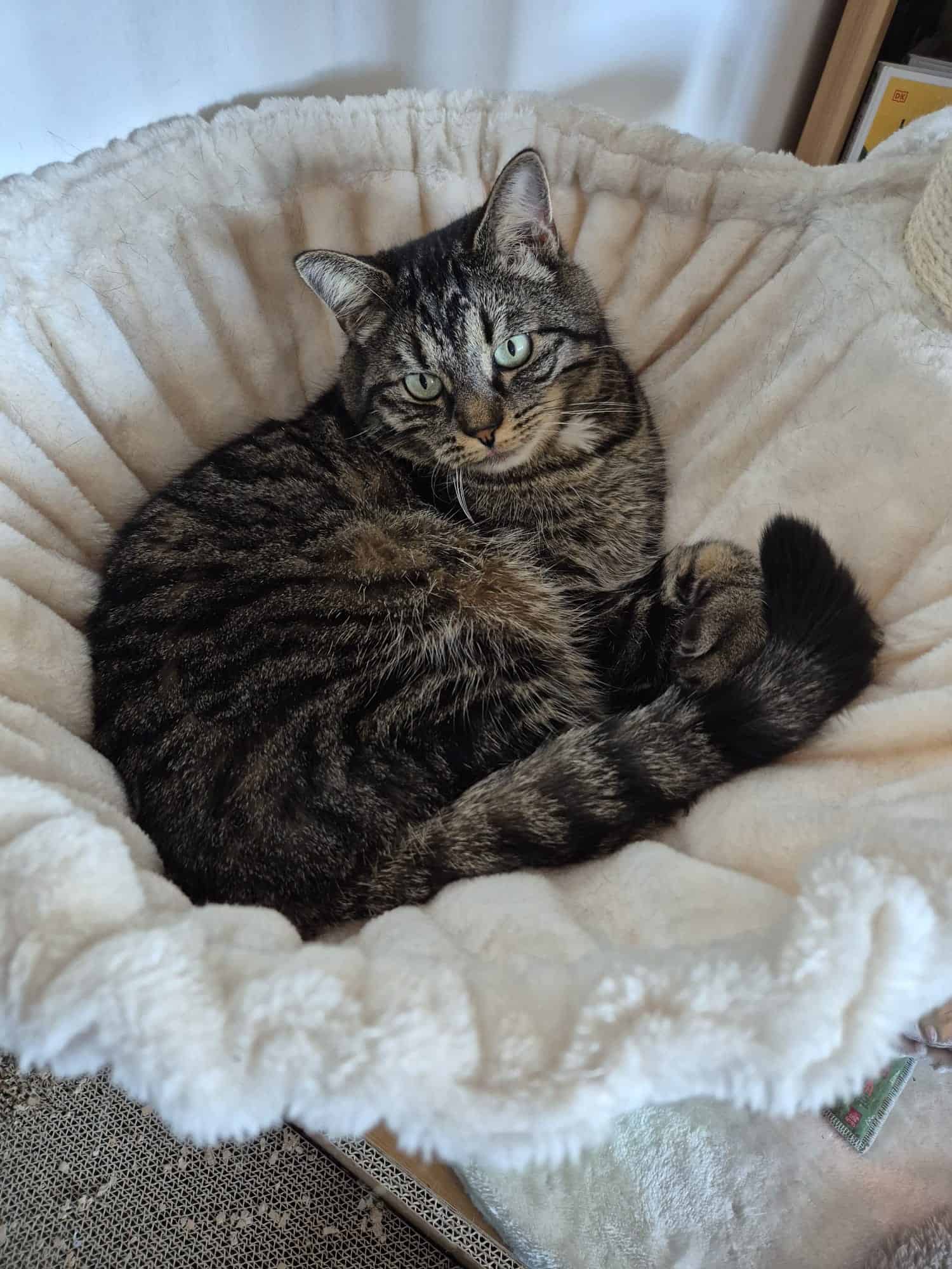 Tobi – der MiezMoment Kater