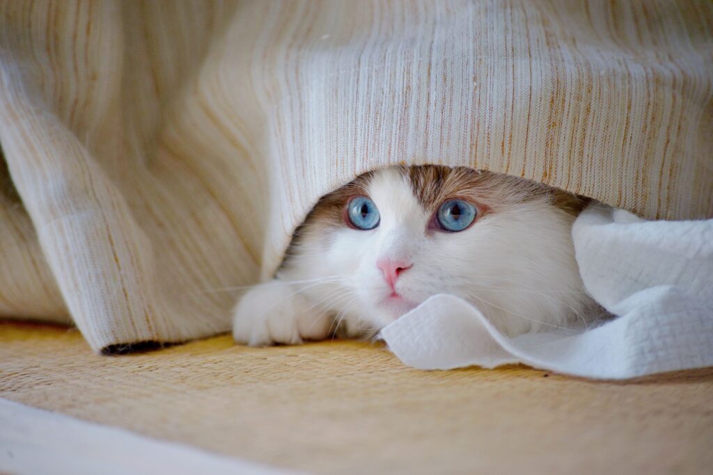 Katze hat Angst vor Fremden