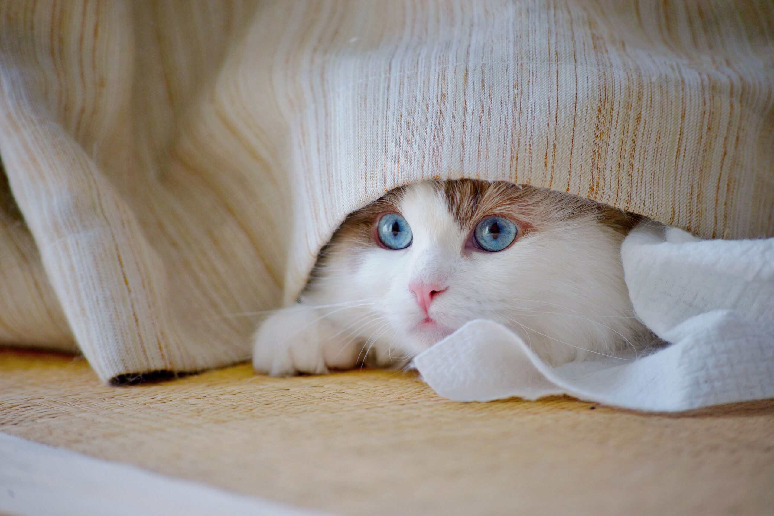 Katze hat Angst vor Fremden – Katze versteckt sich