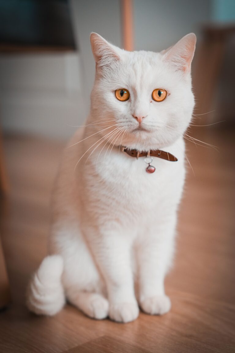 Katzenhalsband Test 2026 – Katze trägt Sicherheitshalsband