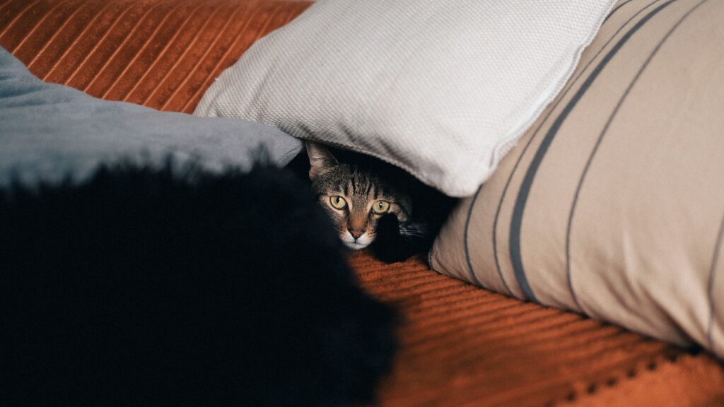 Katze hat Angst vor Fremden