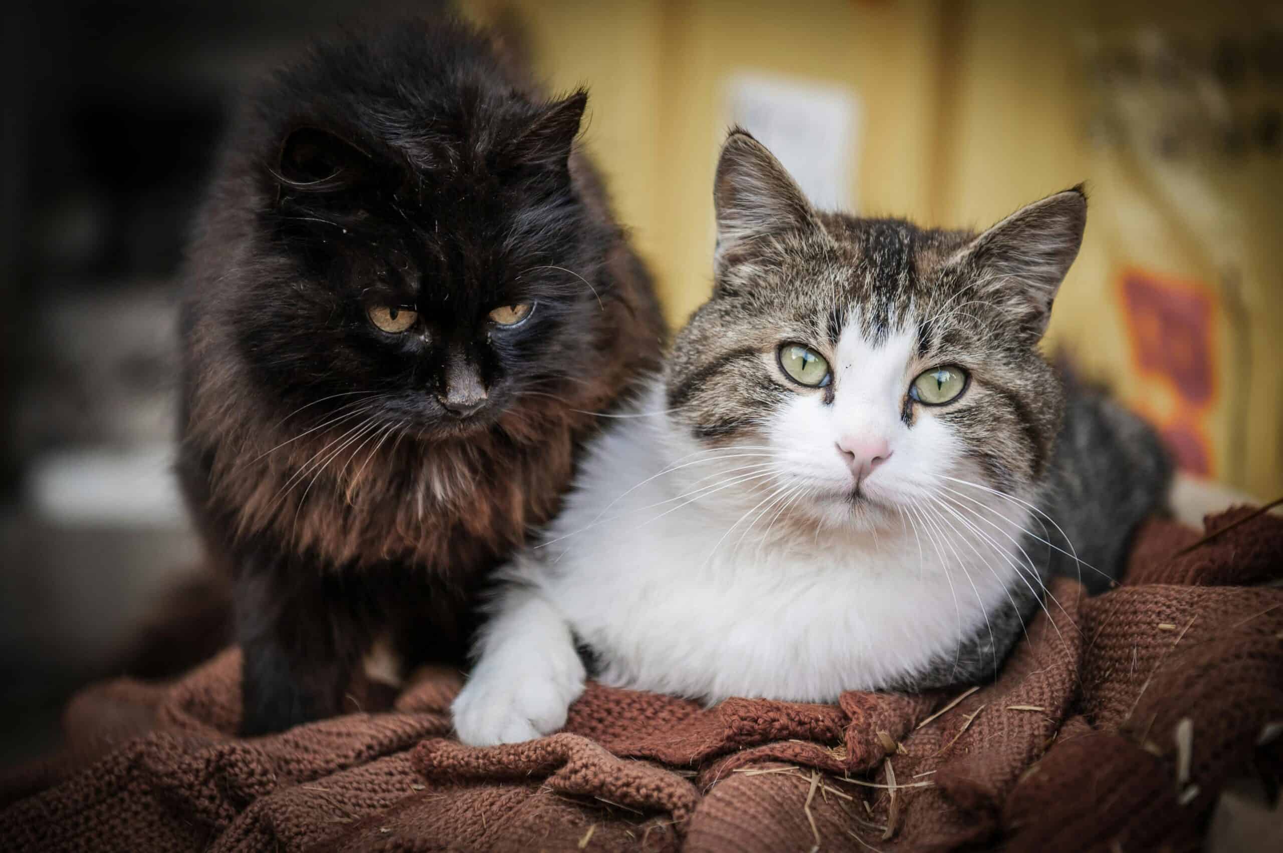 Zwei Katzen zusammenführen