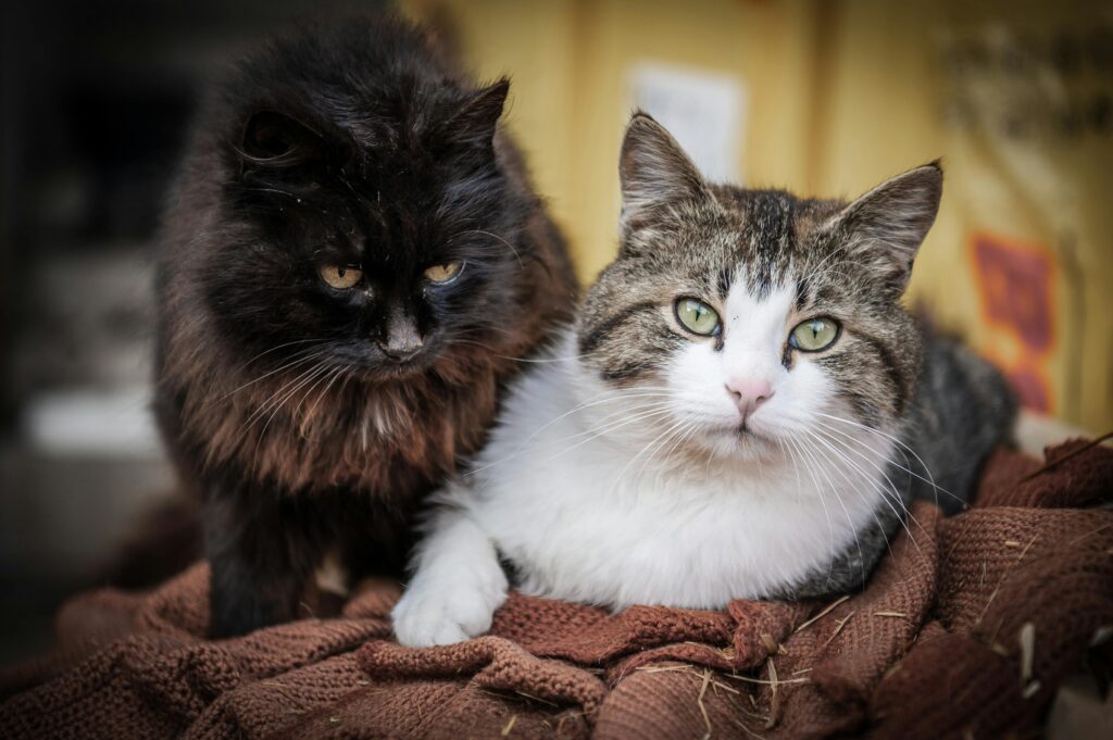 Zwei Katzen zusammenführen