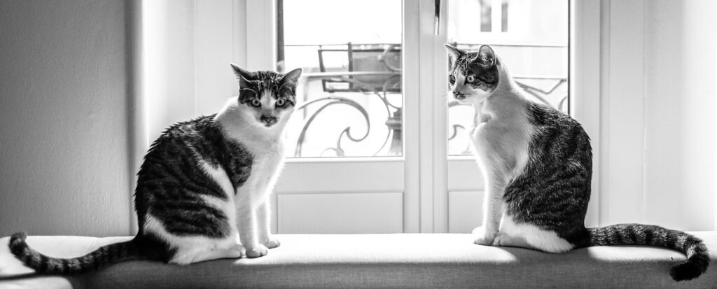 zwei katzen zusammenführen