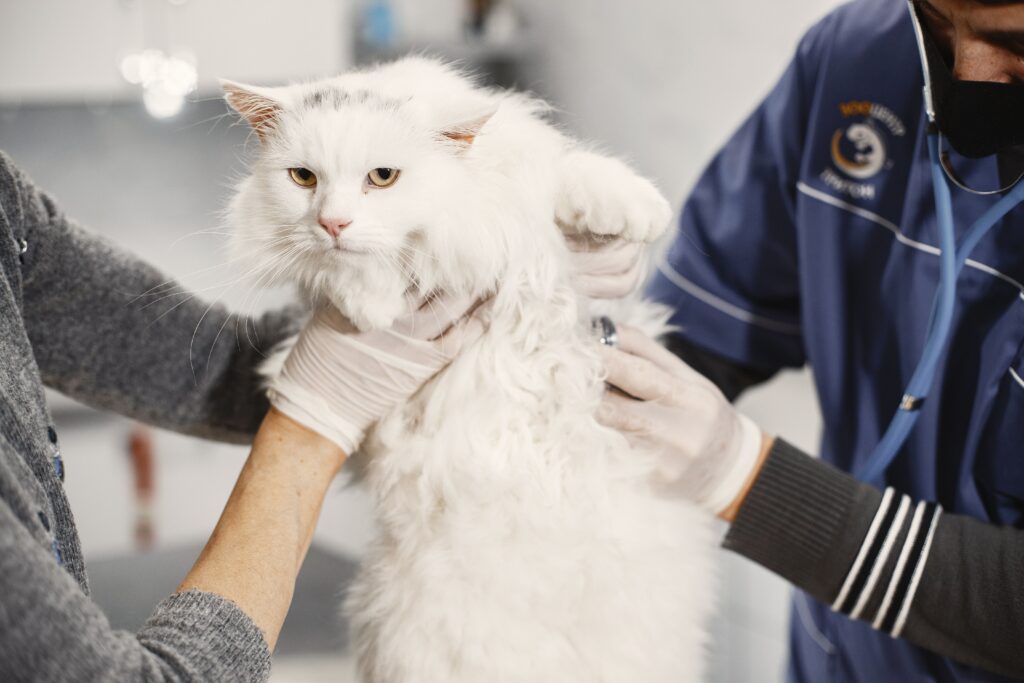 Katze hat Würmer