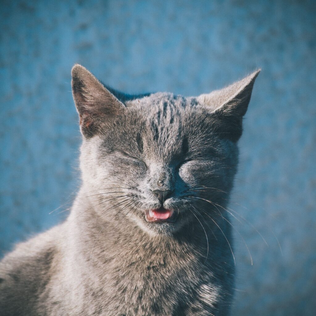 Katze niest ständig