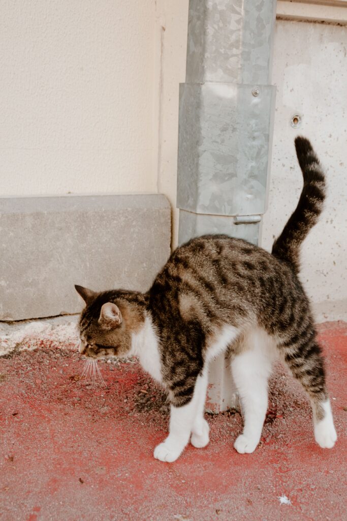 Katze markiert in der Wohnung