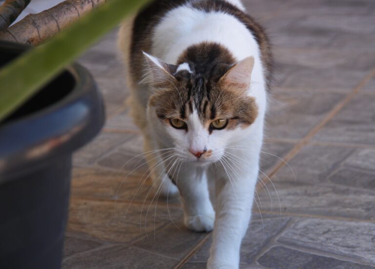 Katze markiert in der Wohnung